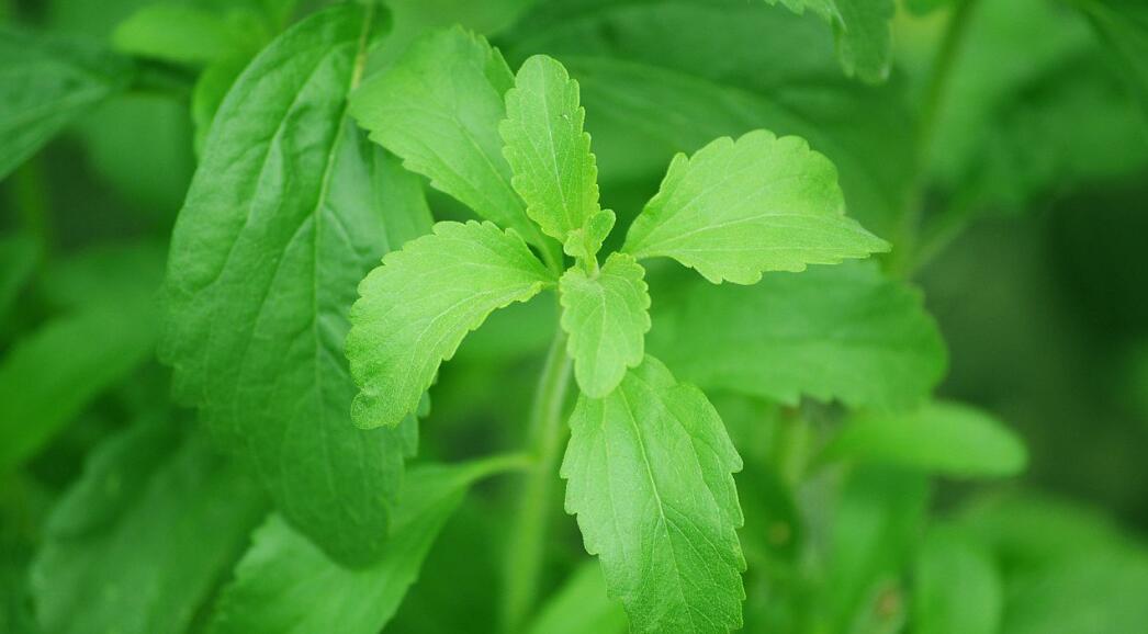 where can i buy stevia.jpg